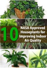 NASA approves housplants